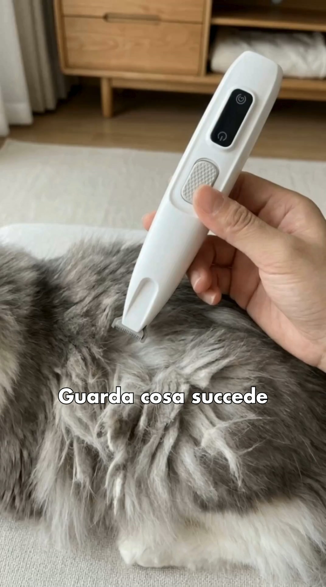 Guarda cosa succede | Toelettatura facile per gatti