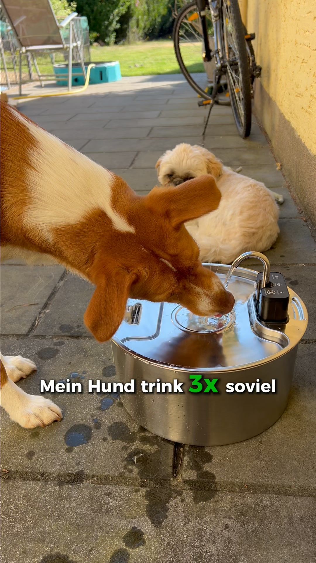 Verdient dein Hund nicht das Beste?