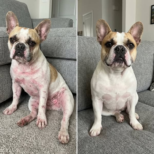 Die Hautbarriere meines Hundes hat sich nach jahrelangen Allergieproblemen wieder aufgebaut