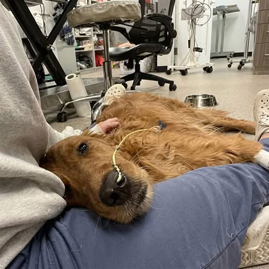Der Hunde-Trinkbrunnen™ – Gesundheitspaket