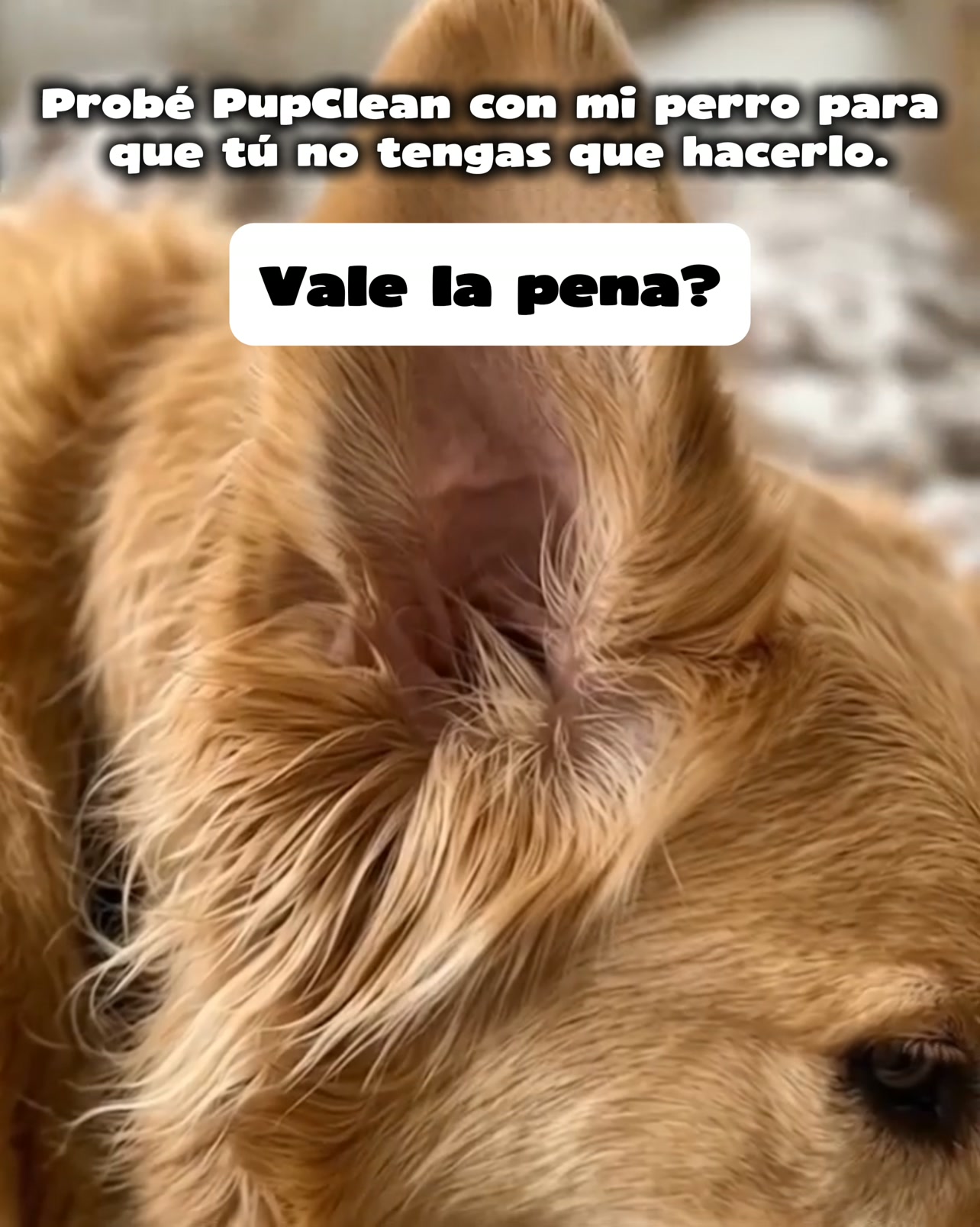 En Peludos, la salud de tu perro está en buenas manos