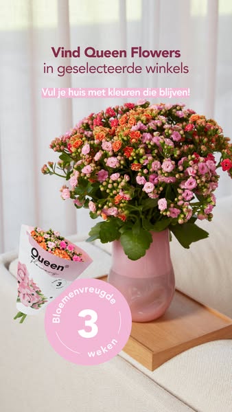 Bloeit minstens 3 weken