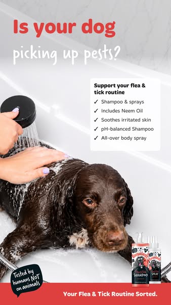 Your Flea & Tick Routine, Sorted