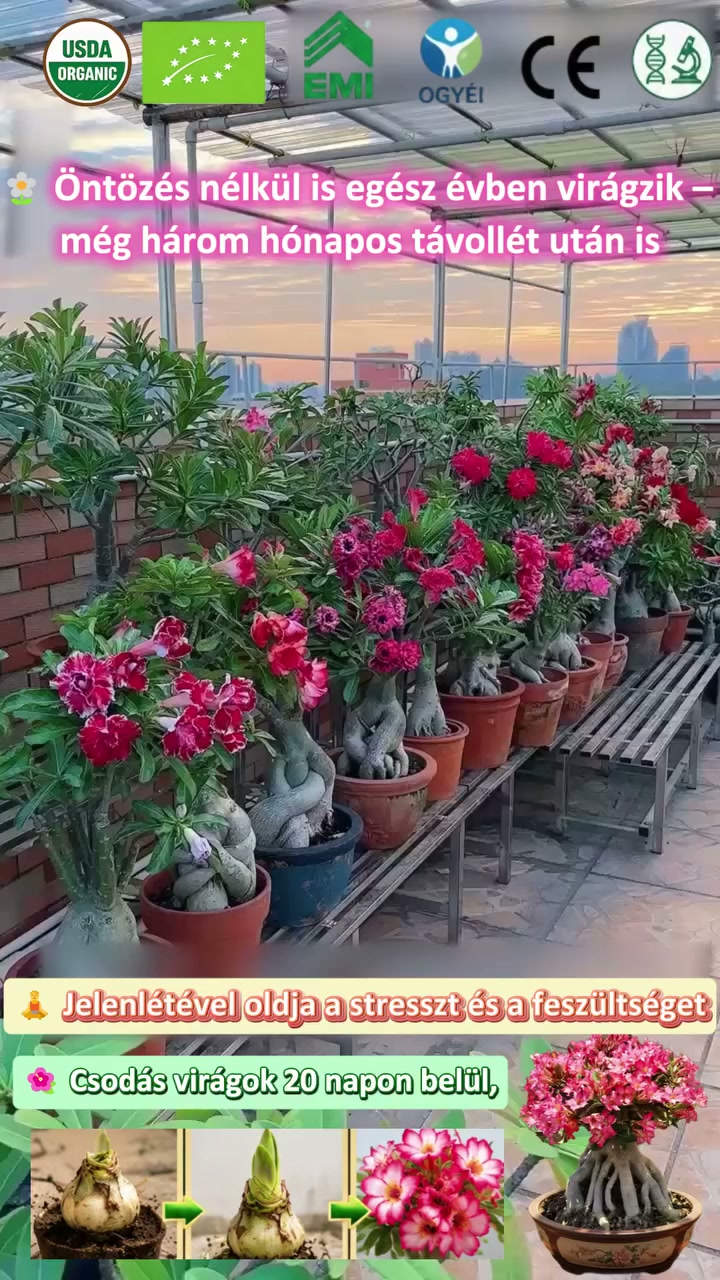 ¡Descubre la magia de la Rosa del Desierto! Prácticamente sin mantenimiento