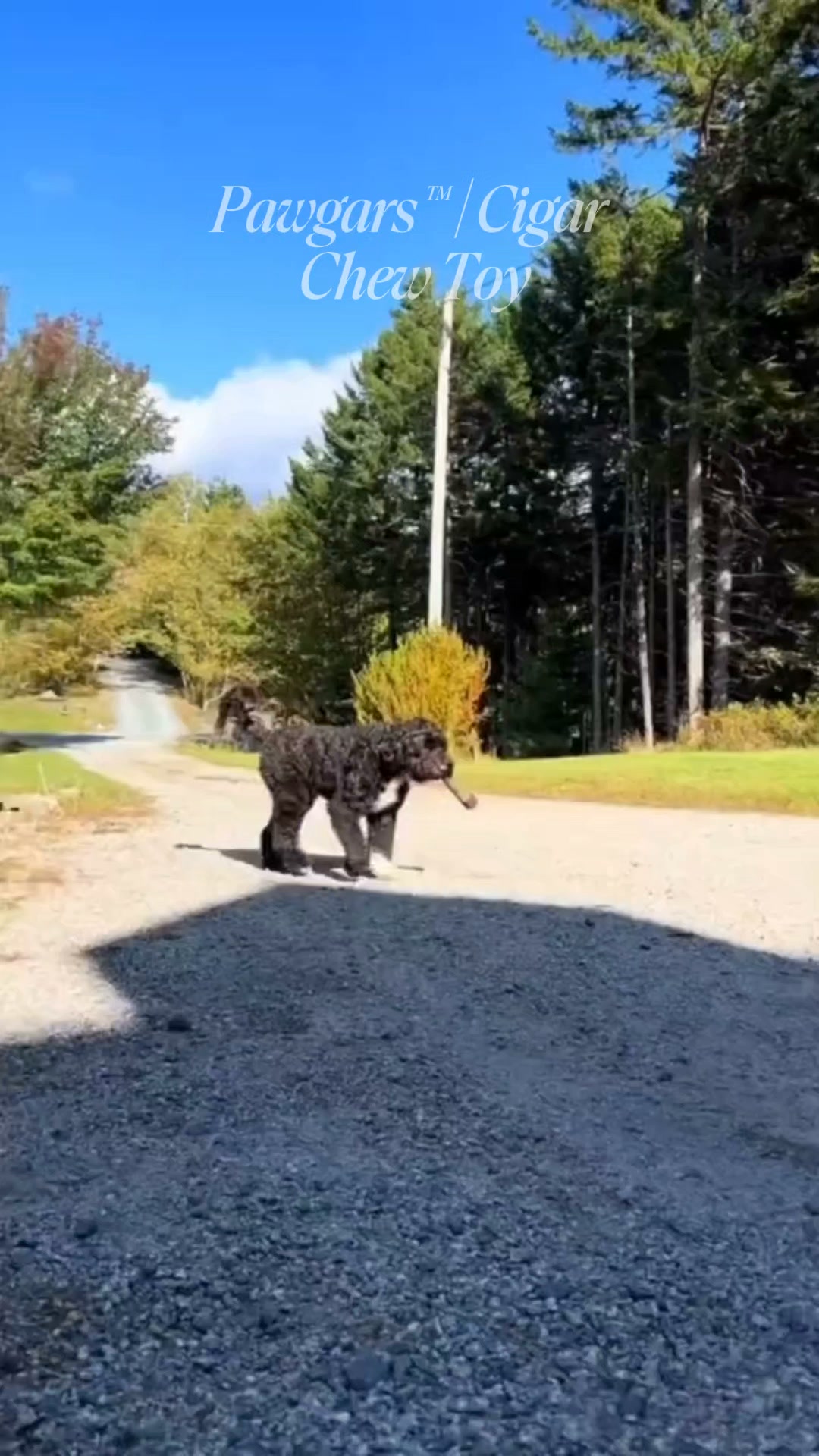 Pawgars™ | Cigar Chew Toy