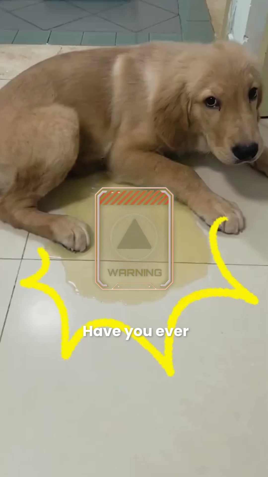 How to Stop Dog Indoor Peeing Fast