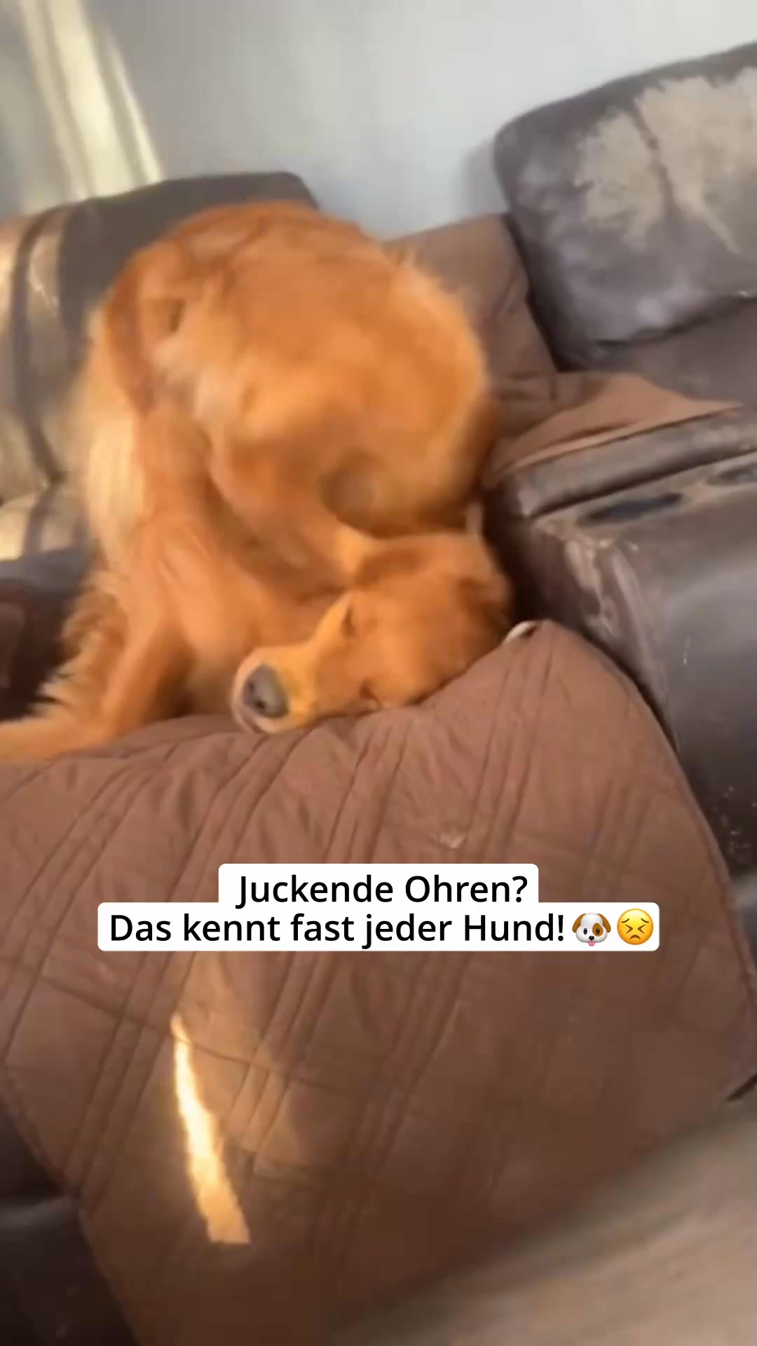 Mit Tierärzten sorgfältig entwickelt!