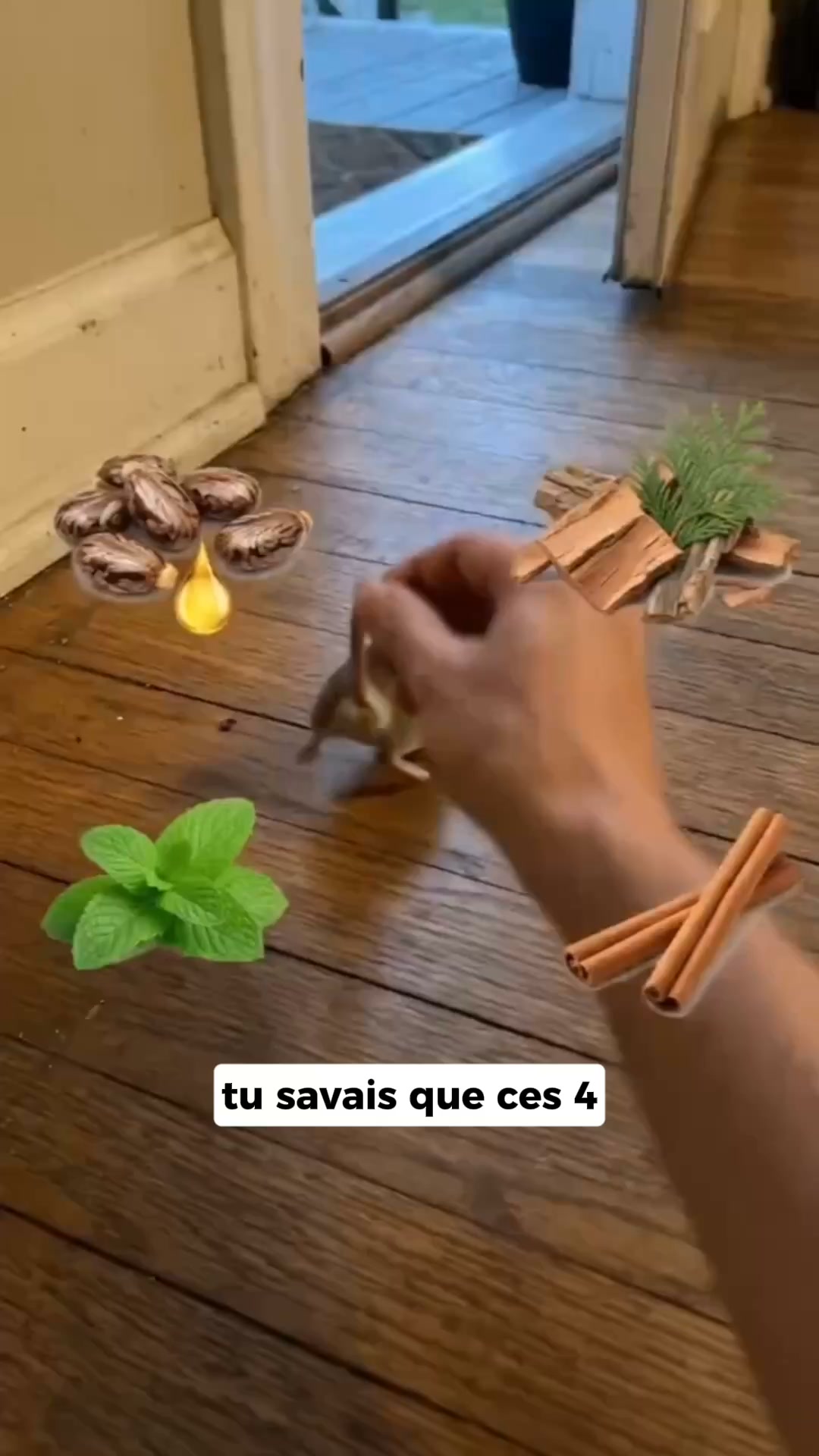Fini les souris et les rats