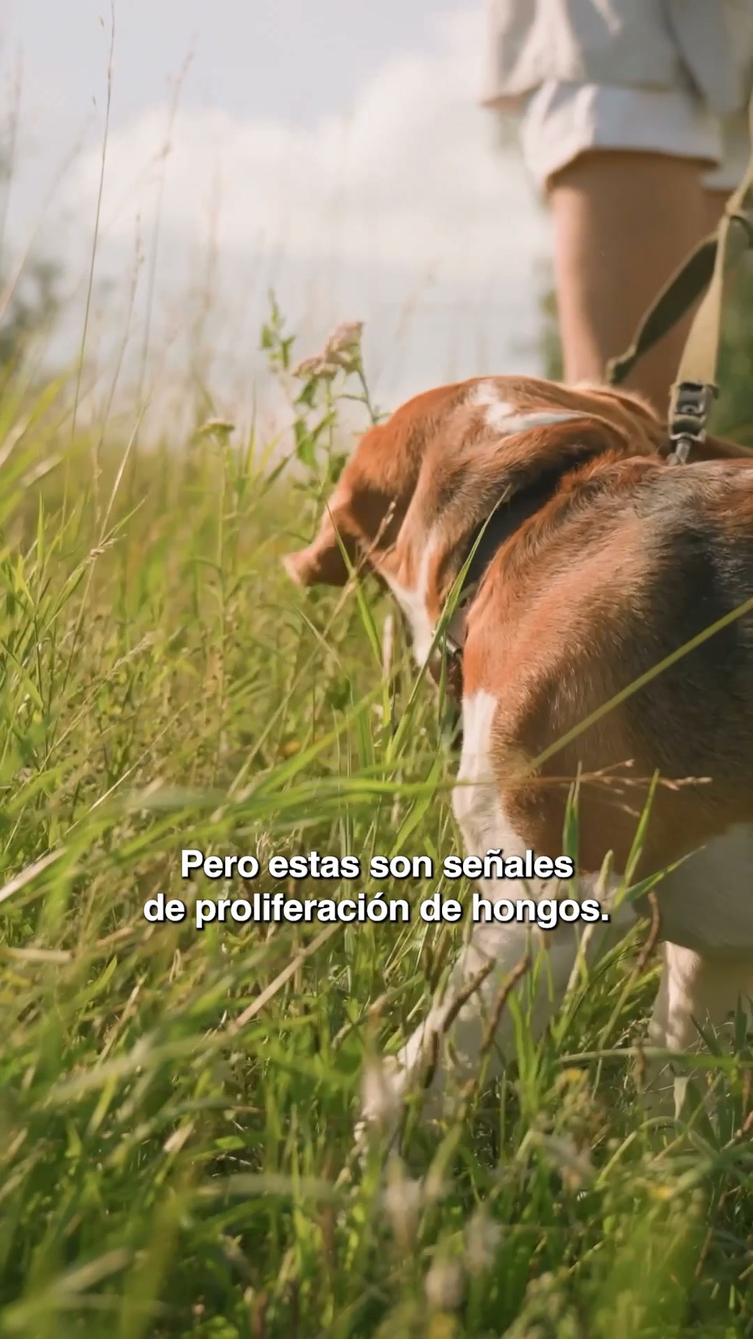 El complemento diario n°1 contra el picor para perros