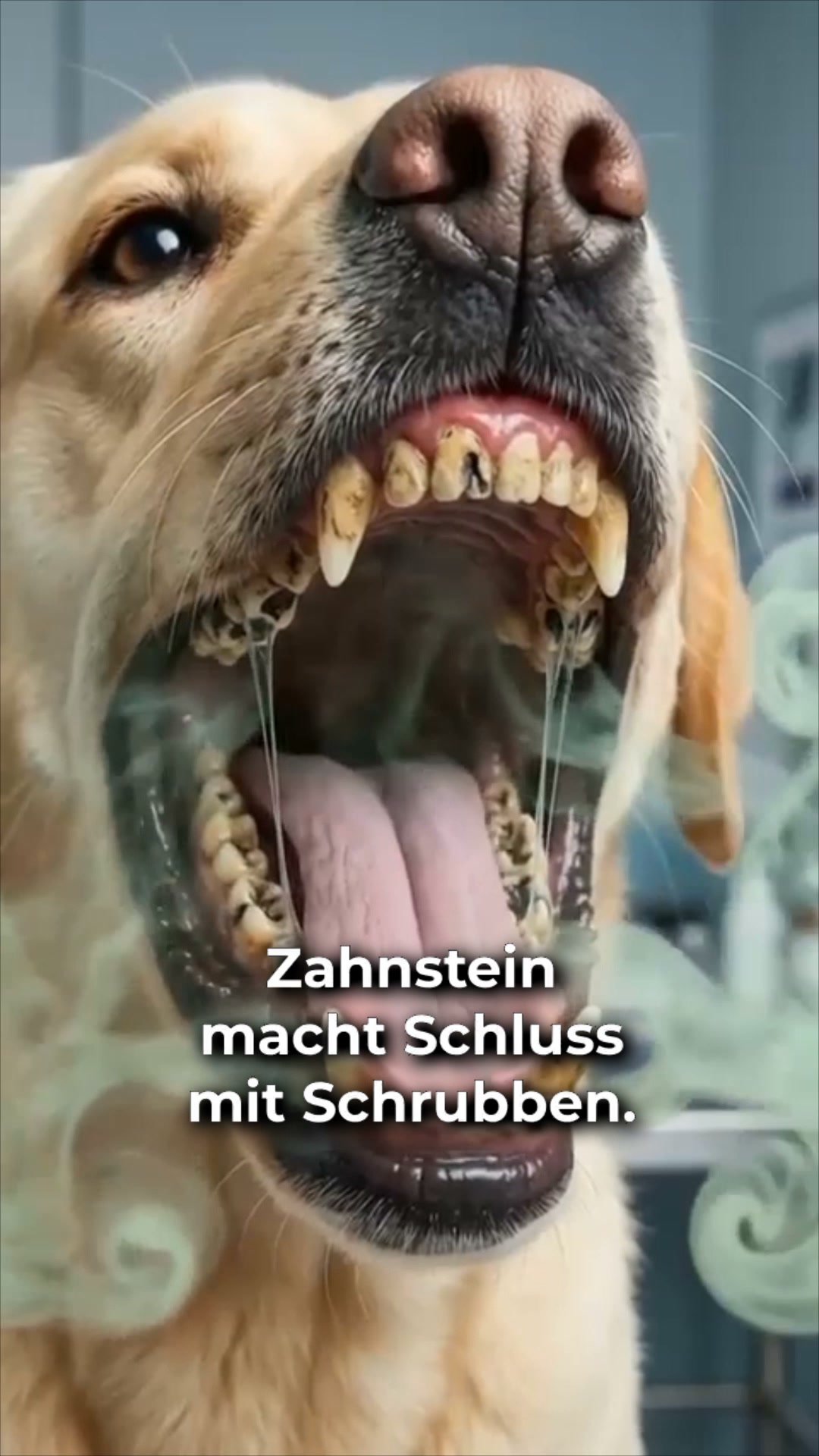#1 Hunde Zahnpflege