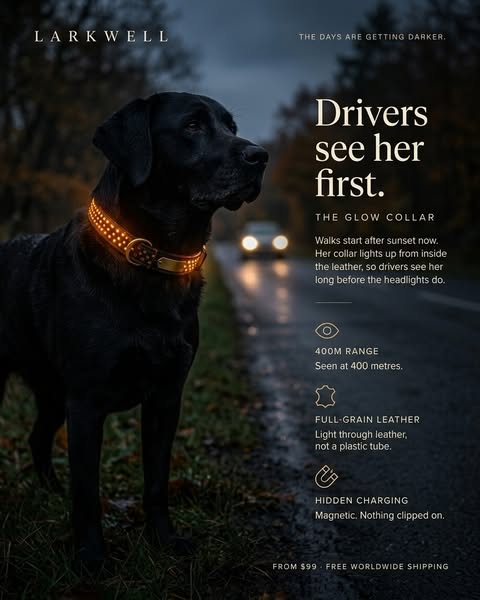Do you want cars to see your dog?