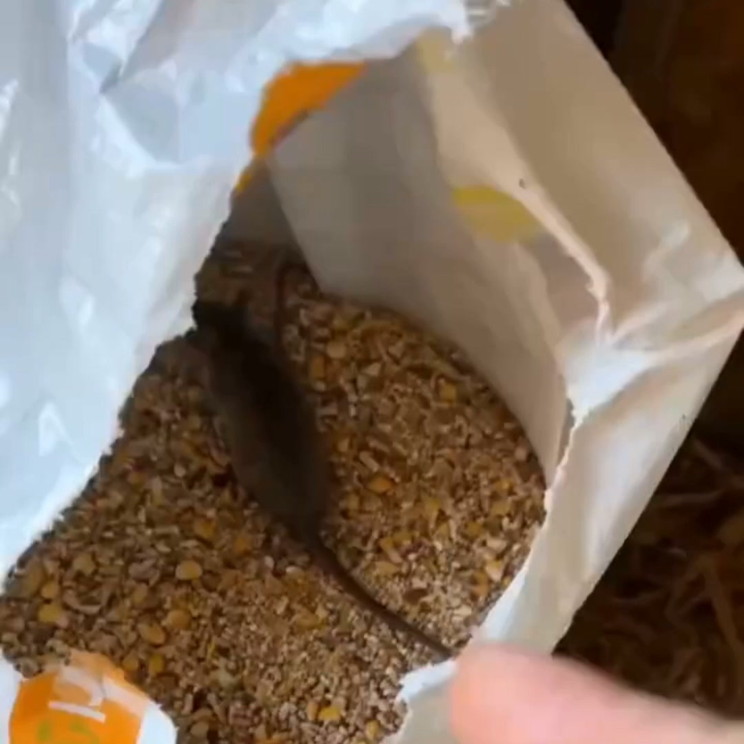 The Humane Way to End Your Rodent Problem