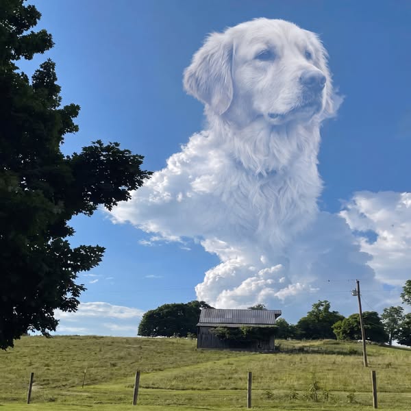 Don't ignore those signs in your dog
