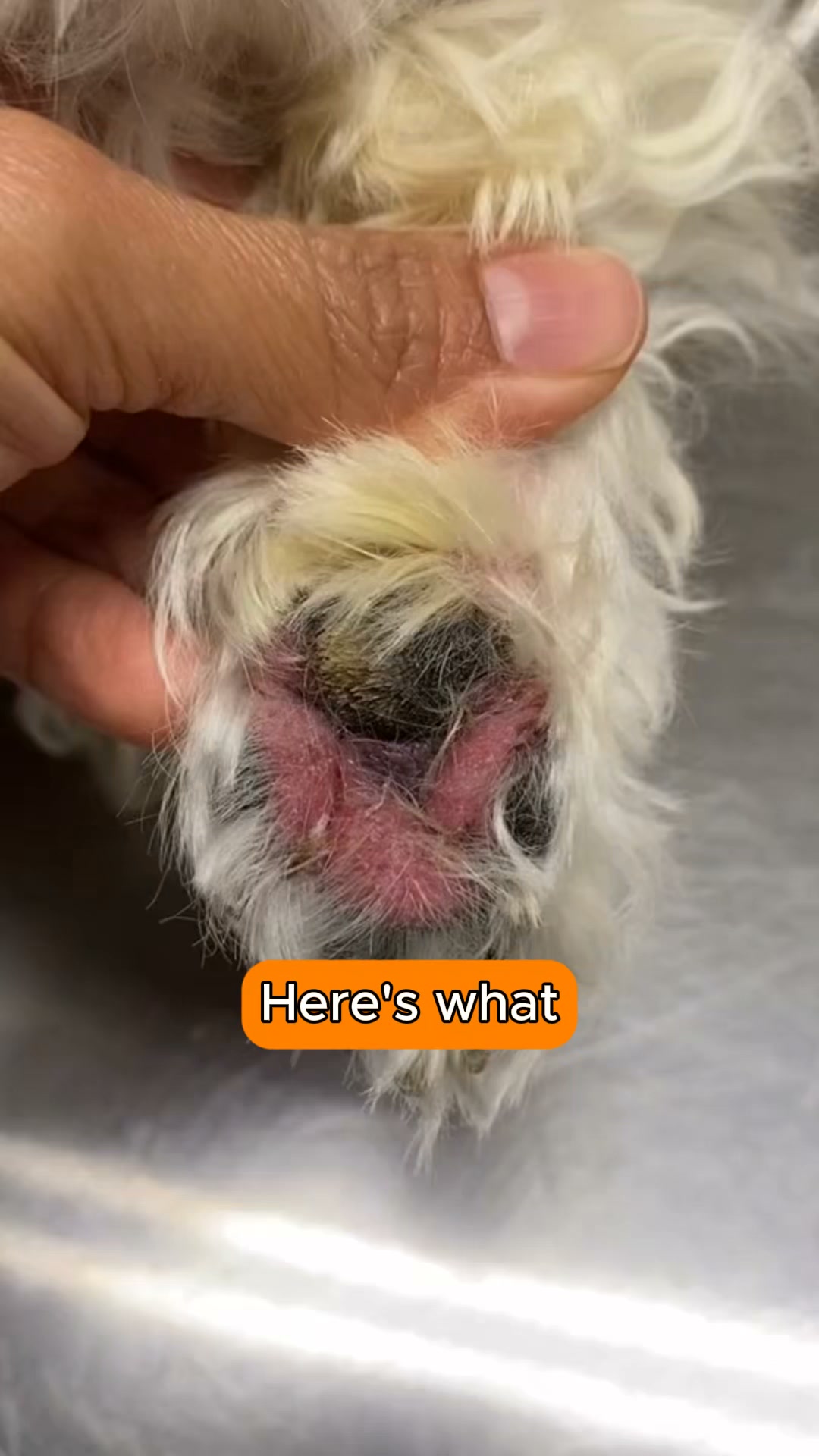 The Fastest Relief for Itchy, Smelly Dog Ears