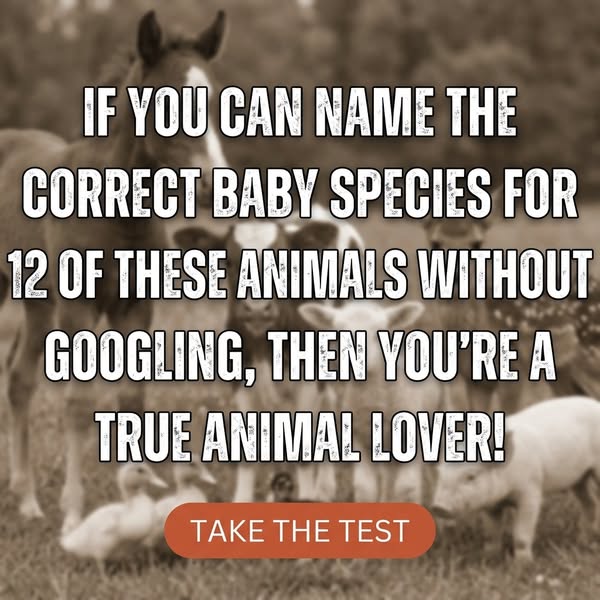 Baby Animals Species