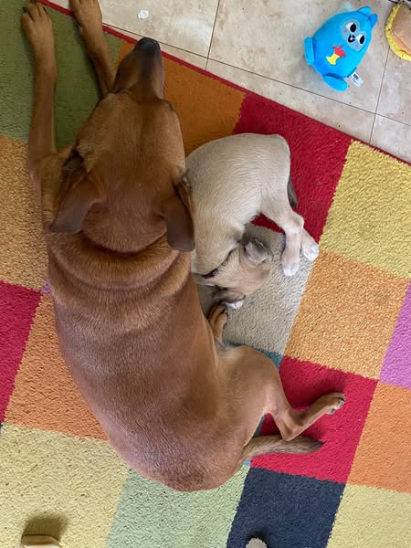I Found Them On The Couch, Where My Dog Sleeps
