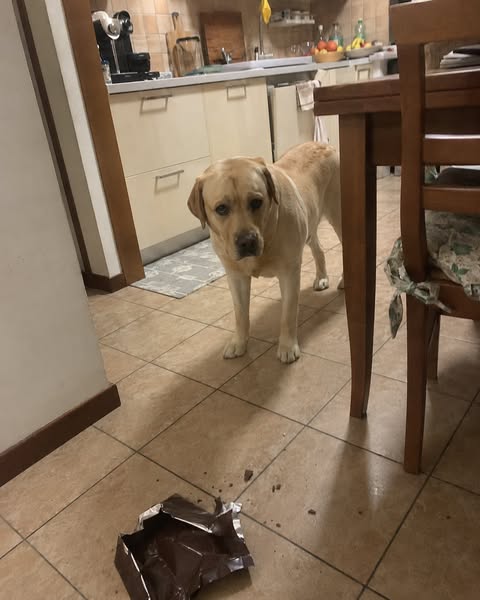 Perché Il Tuo Labrador Ignora Il “Lascia”?