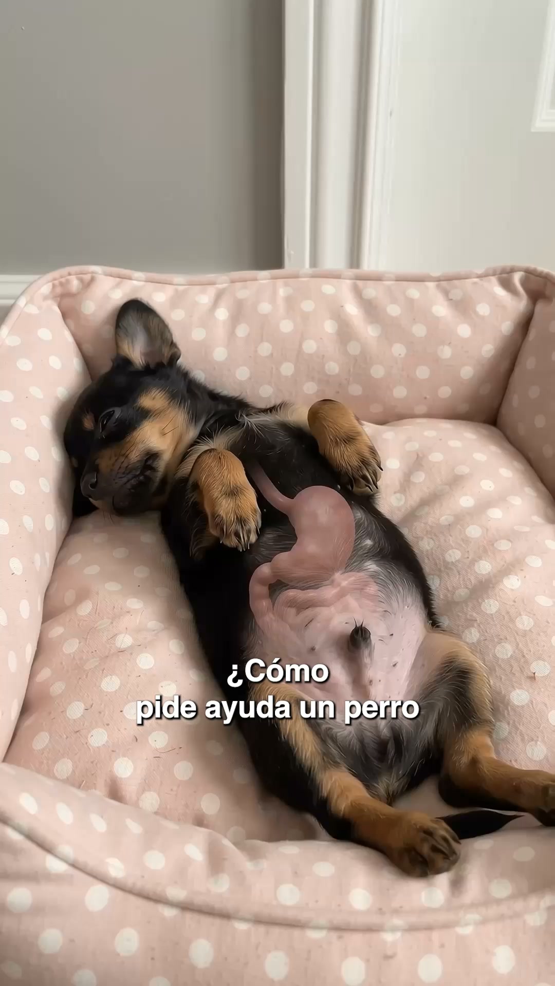 +50.000 perros ya lo usan