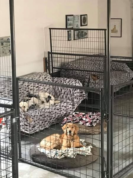 Come impedire rapidamente al cane di fare pipì in casa