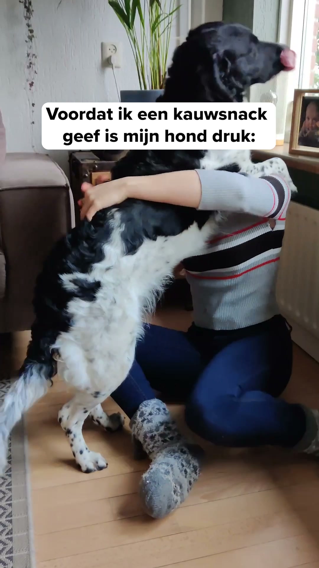 Ontdek de snackbox voor jouw hond