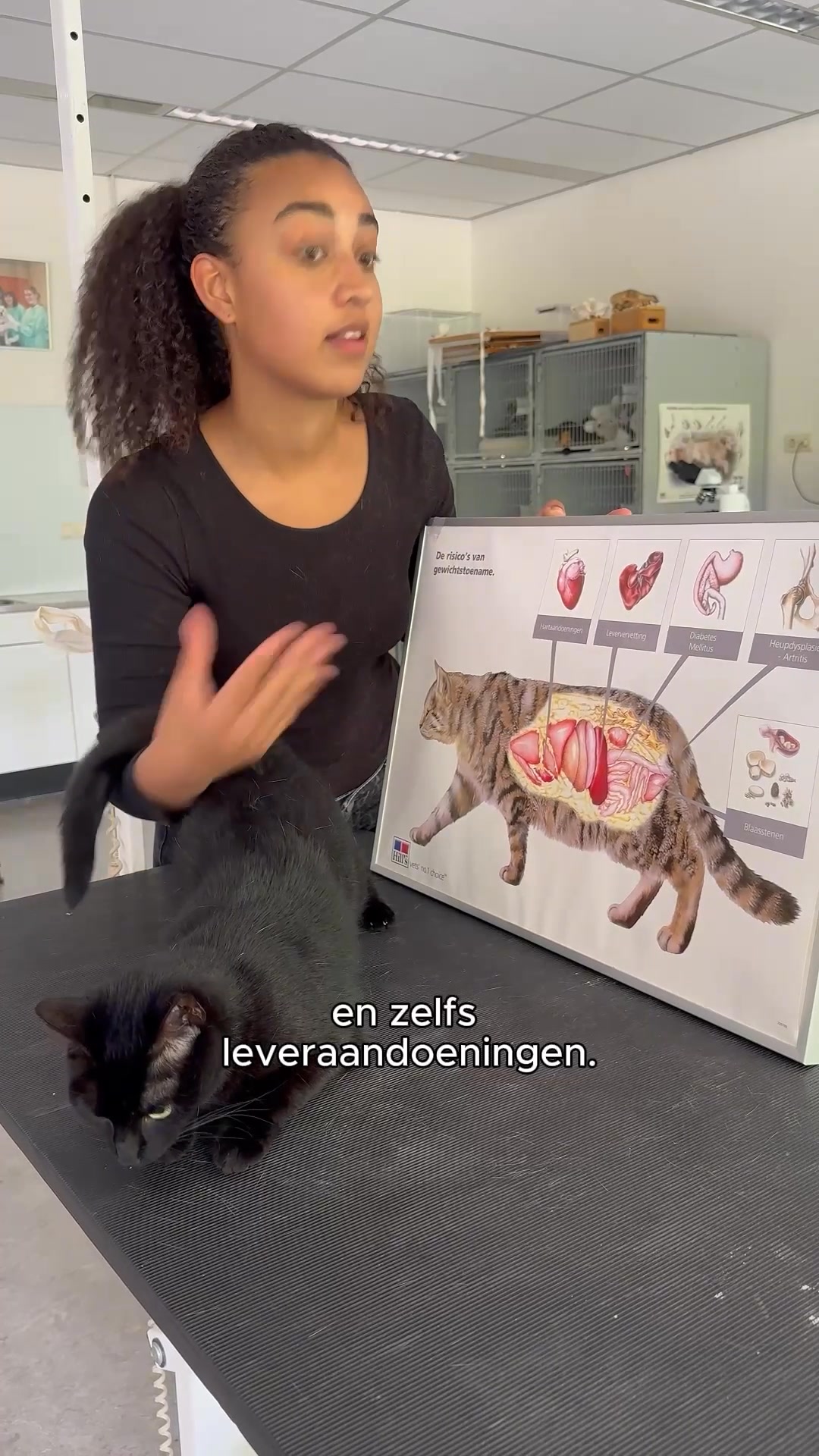 Paraveterinair waarschuwt voor fout kattenvoer