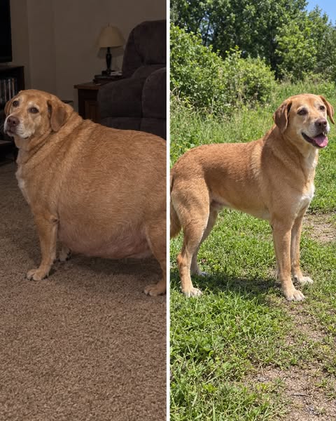 Four Weeks Inside Your Dog