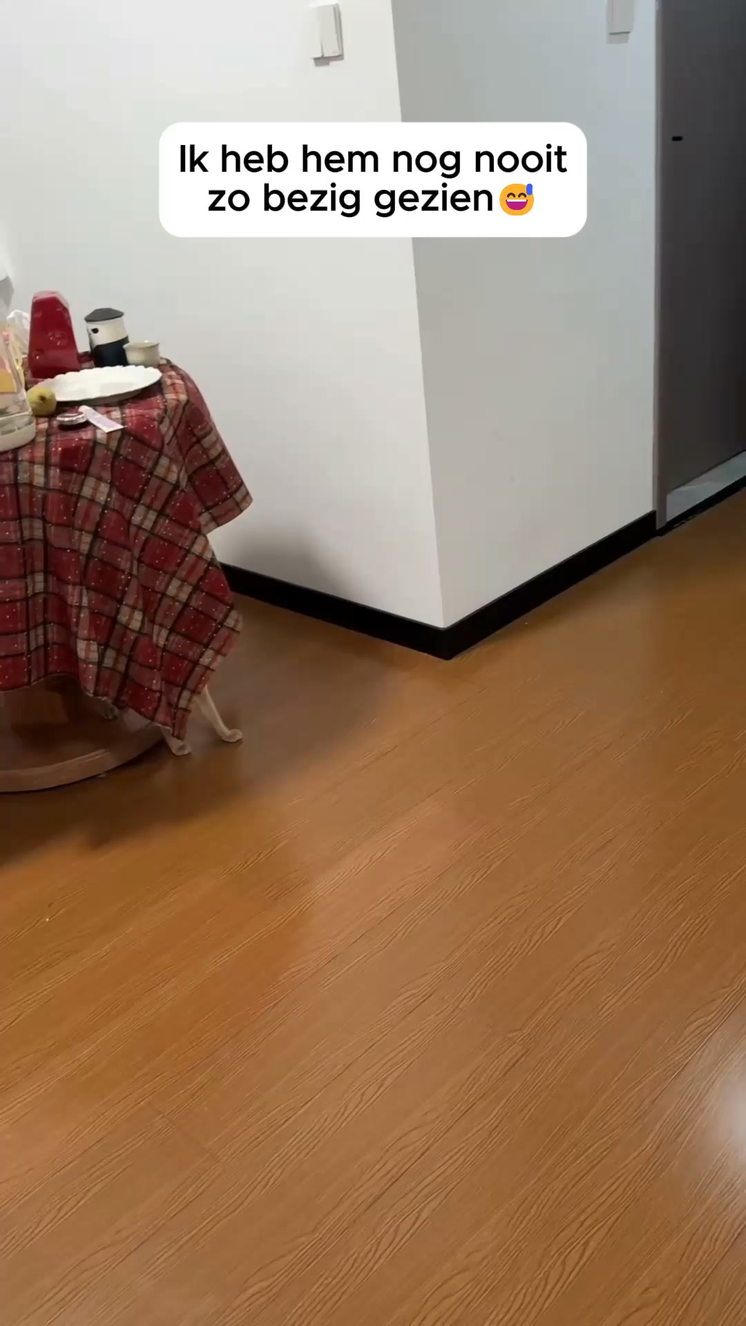 Anti-verveling voor je kat