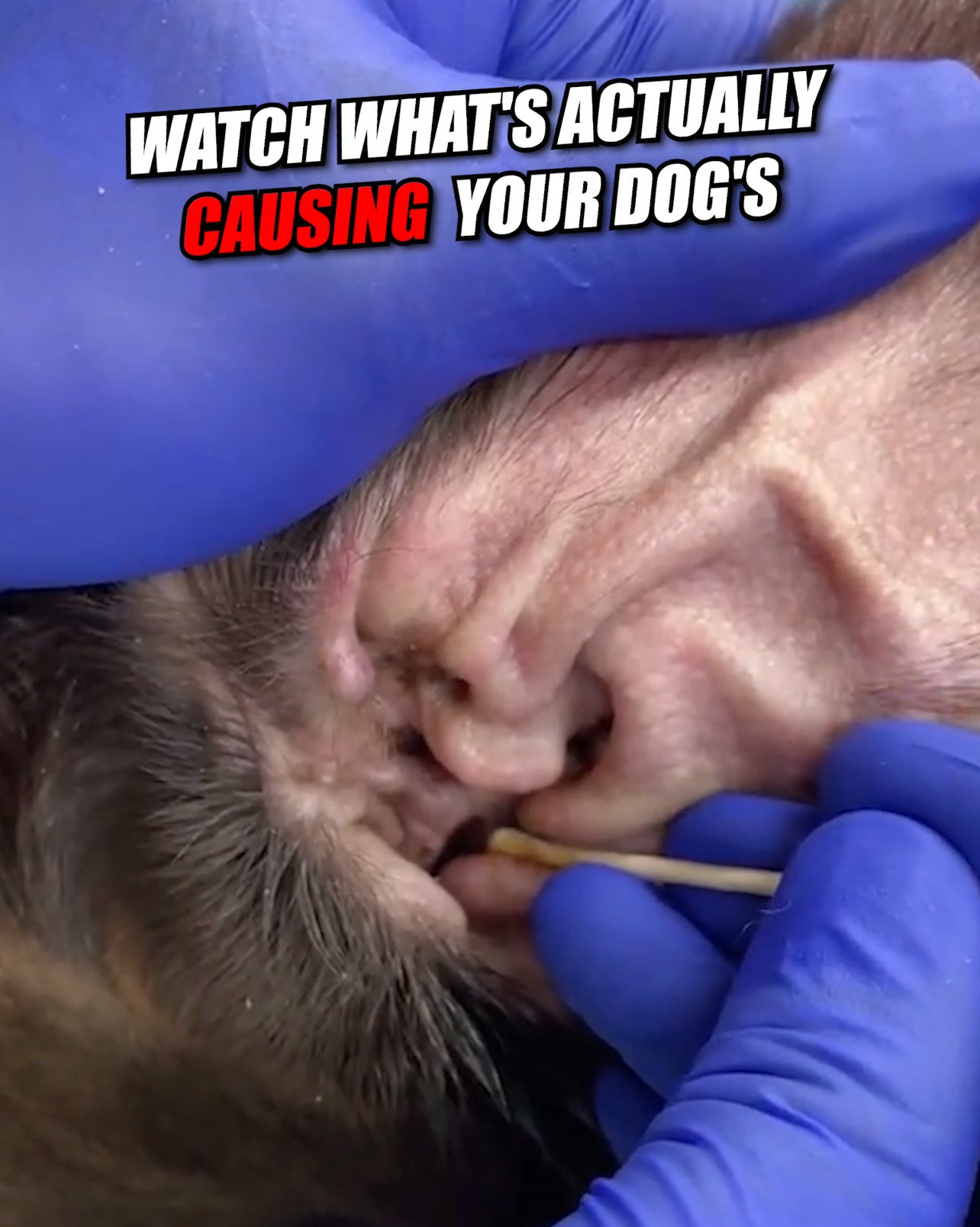 Why Max’s Ear Problems Kept Coming Back Every 6 Weeks