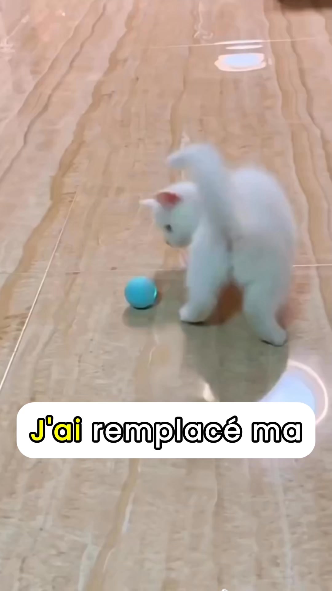#1 Jouet pour chat