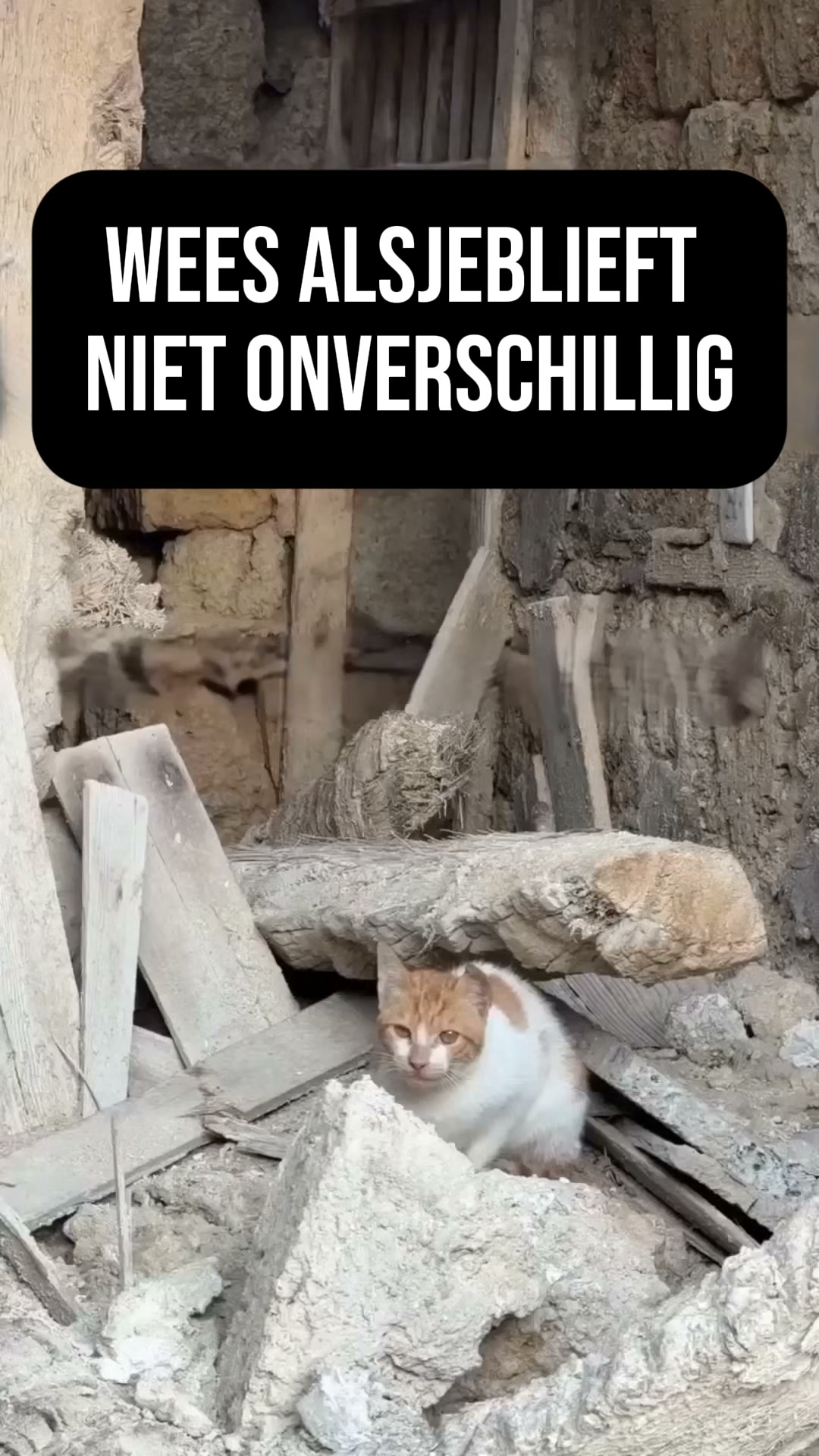 Draag hoop. Voed een kat.