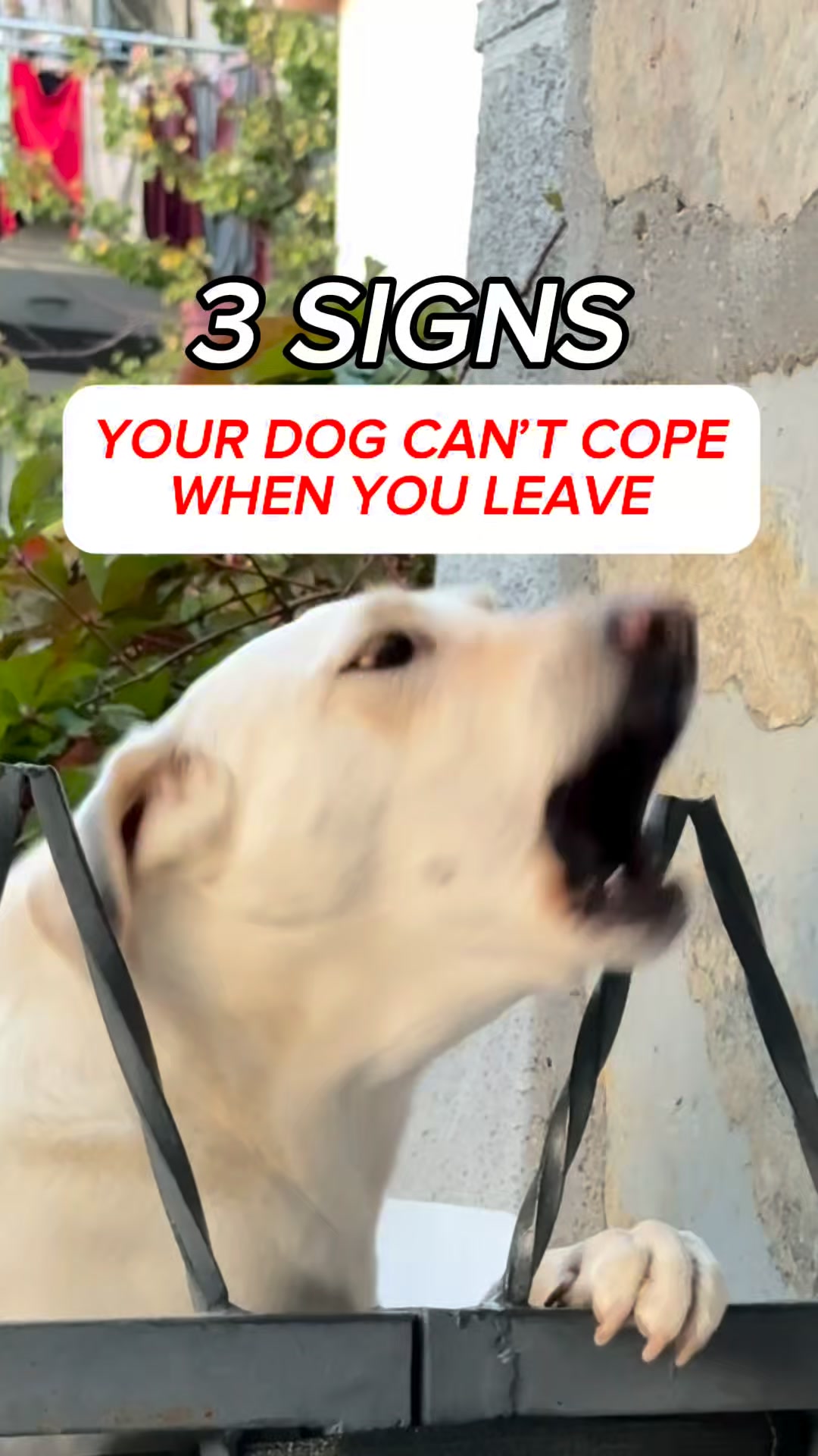 Daily Calm for Anxious Dogs