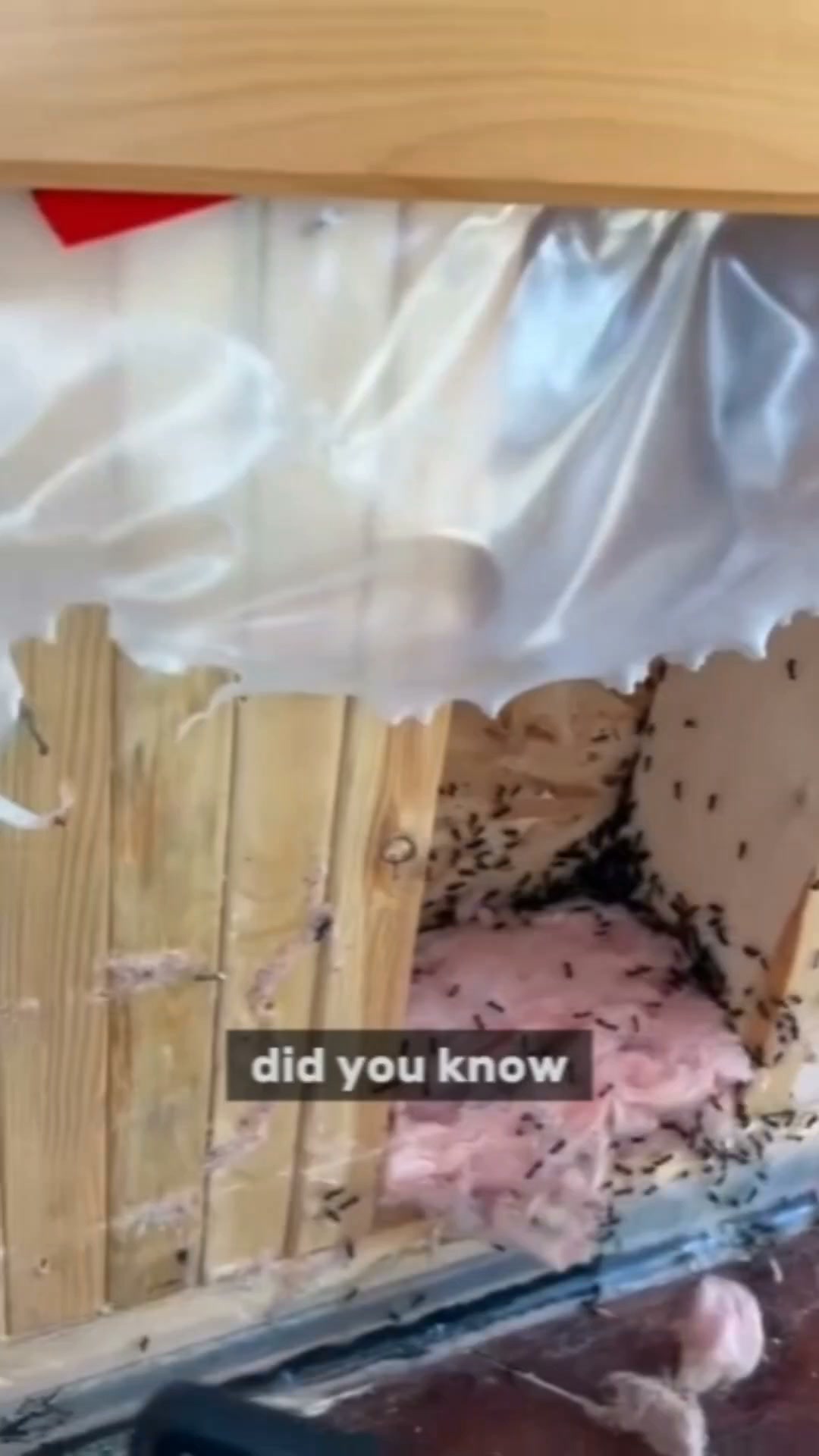 Sugar Ants Everywhere?