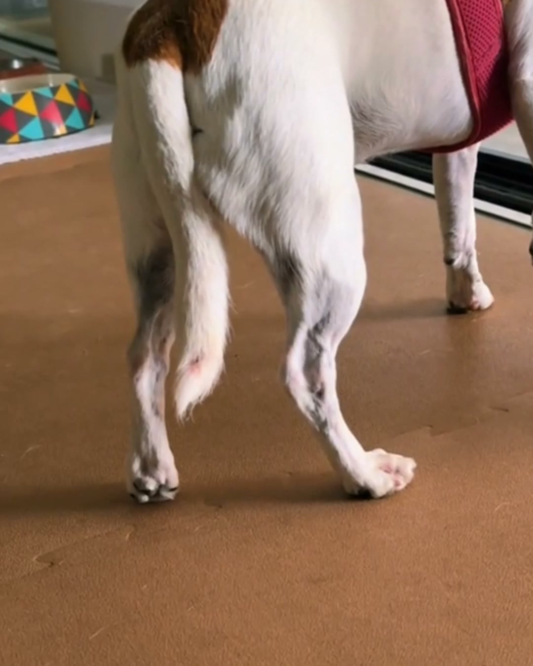 Stop Your Dog's Hind Leg Decline Today​