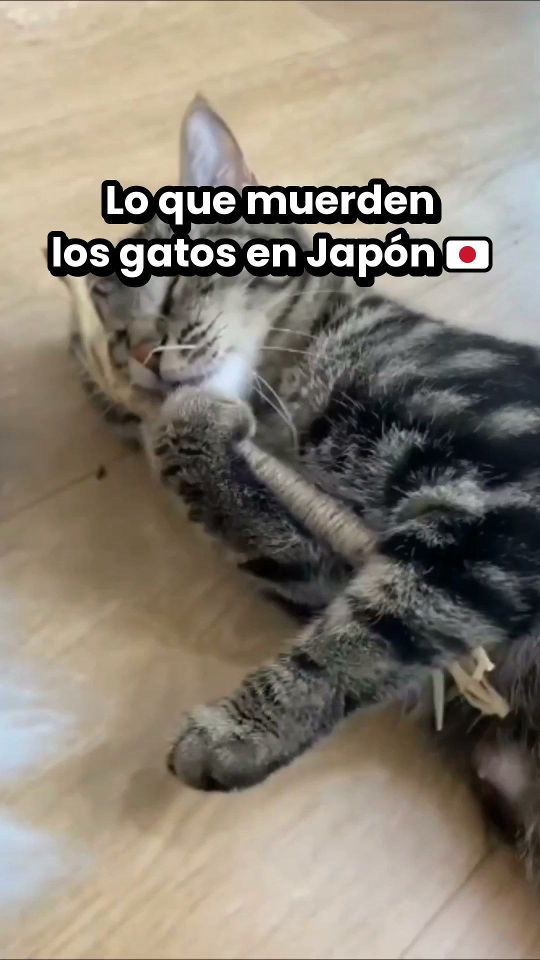 Lo que muerden los gatos en Japón