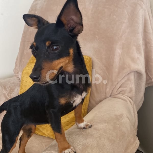 Missing Dog: Lacey