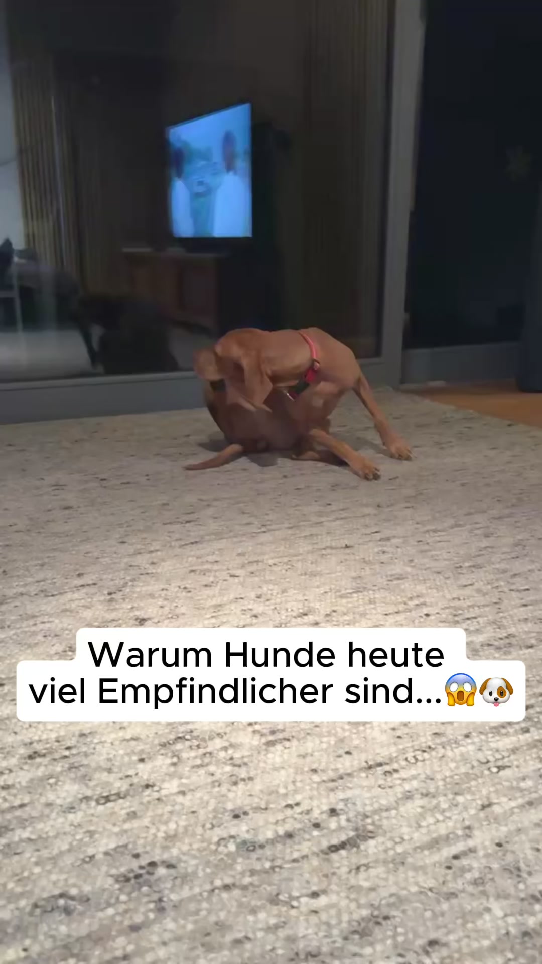 Mit Tierärzten sorgfältig entwickelt!