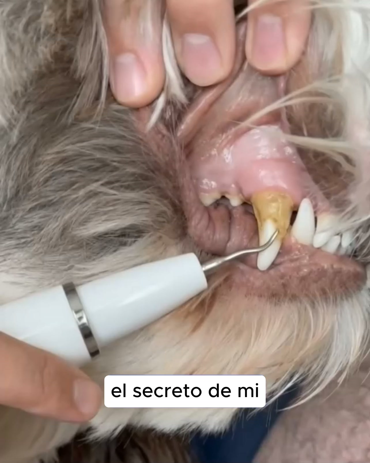Kit Goldoris - Eliminador ultrasónico silencioso de placa y sarro para perros