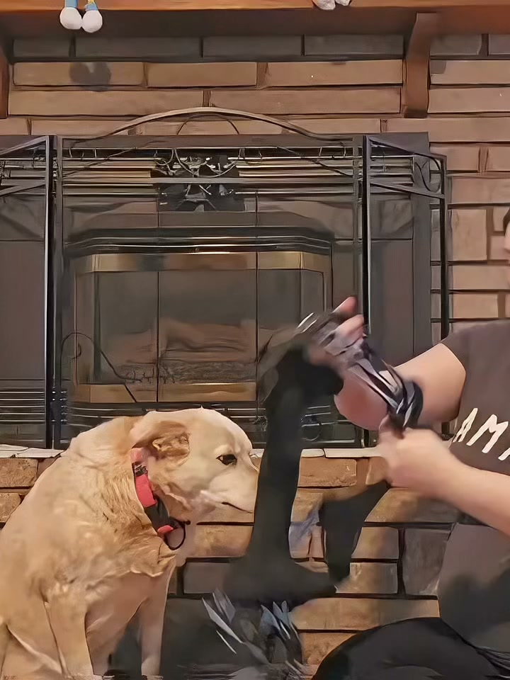 Veterinarian-Recommended Mobility Harness for Dogs