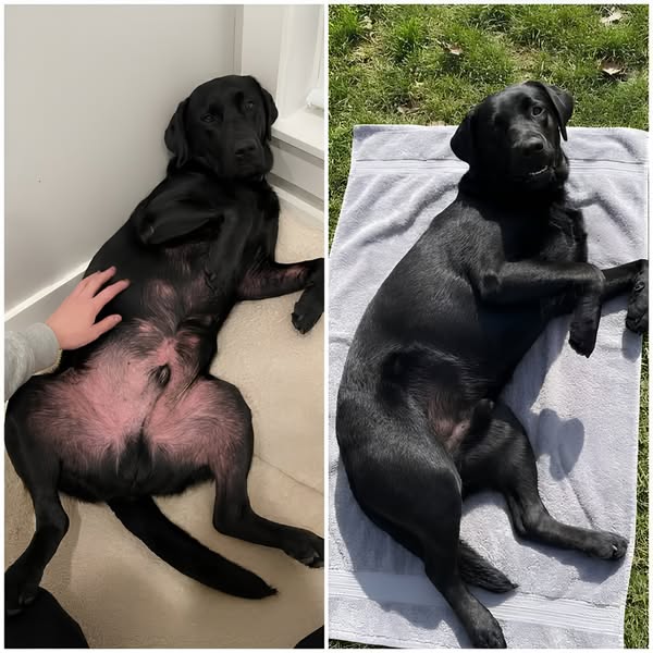 � If your dog's allergies never end, read this