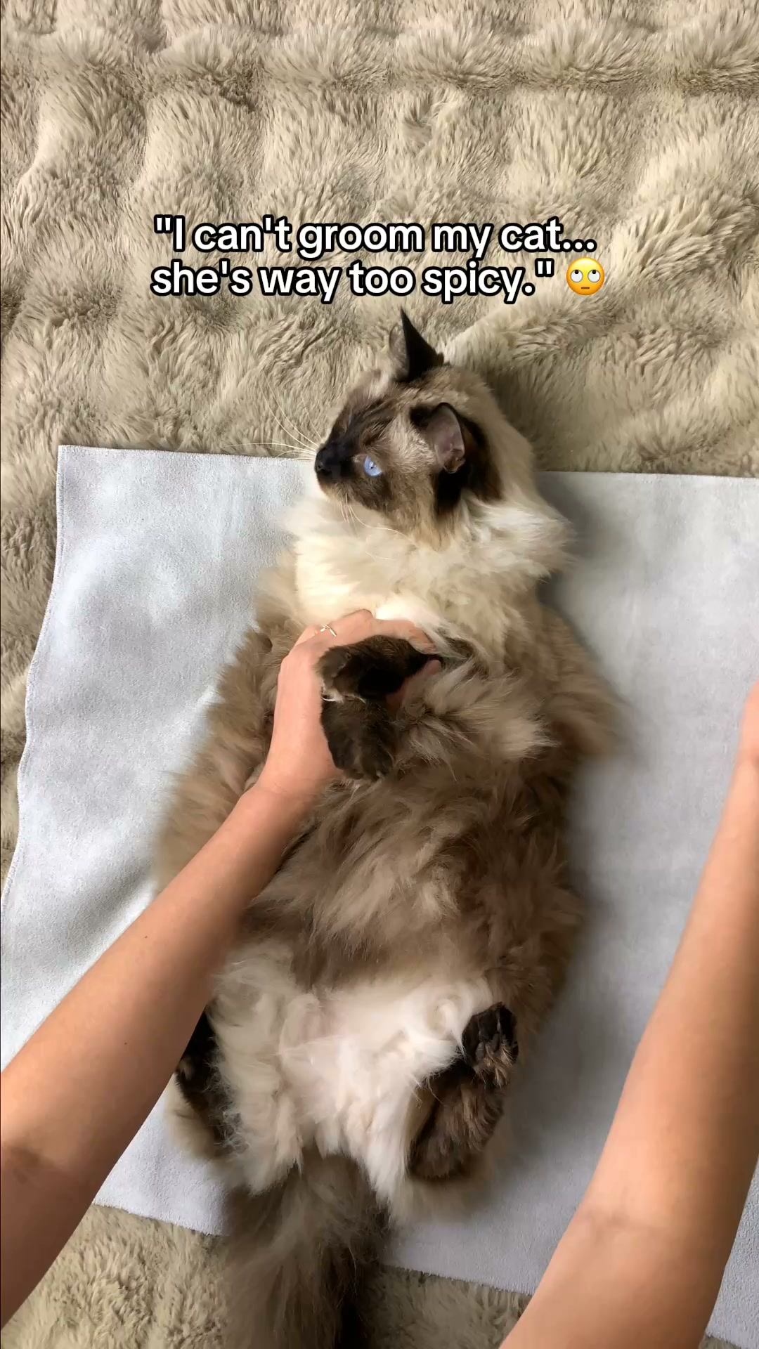 Grooming a Spicy Cat?