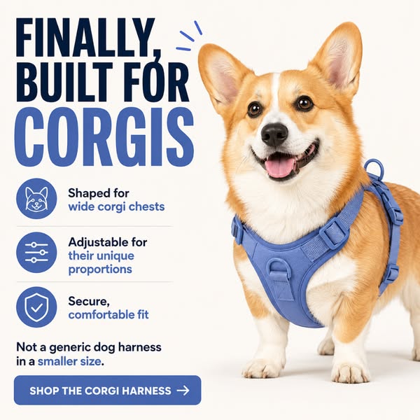 Built for Corgis