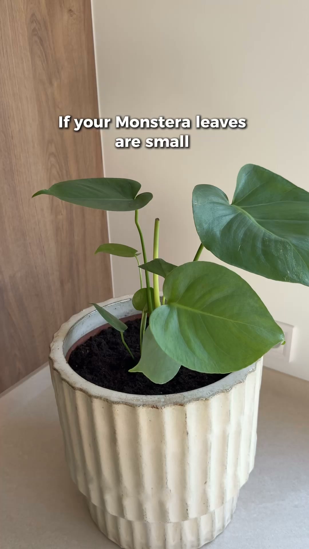 Revolutionize Your Plant Care Routine Today!