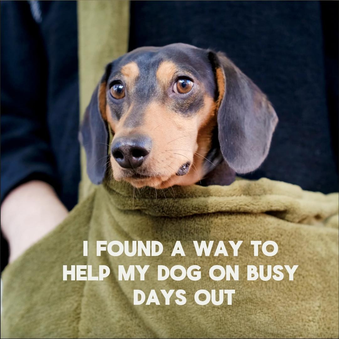 I Found A Way To Help My Small Dog On Busy Days Out, And We Love It!