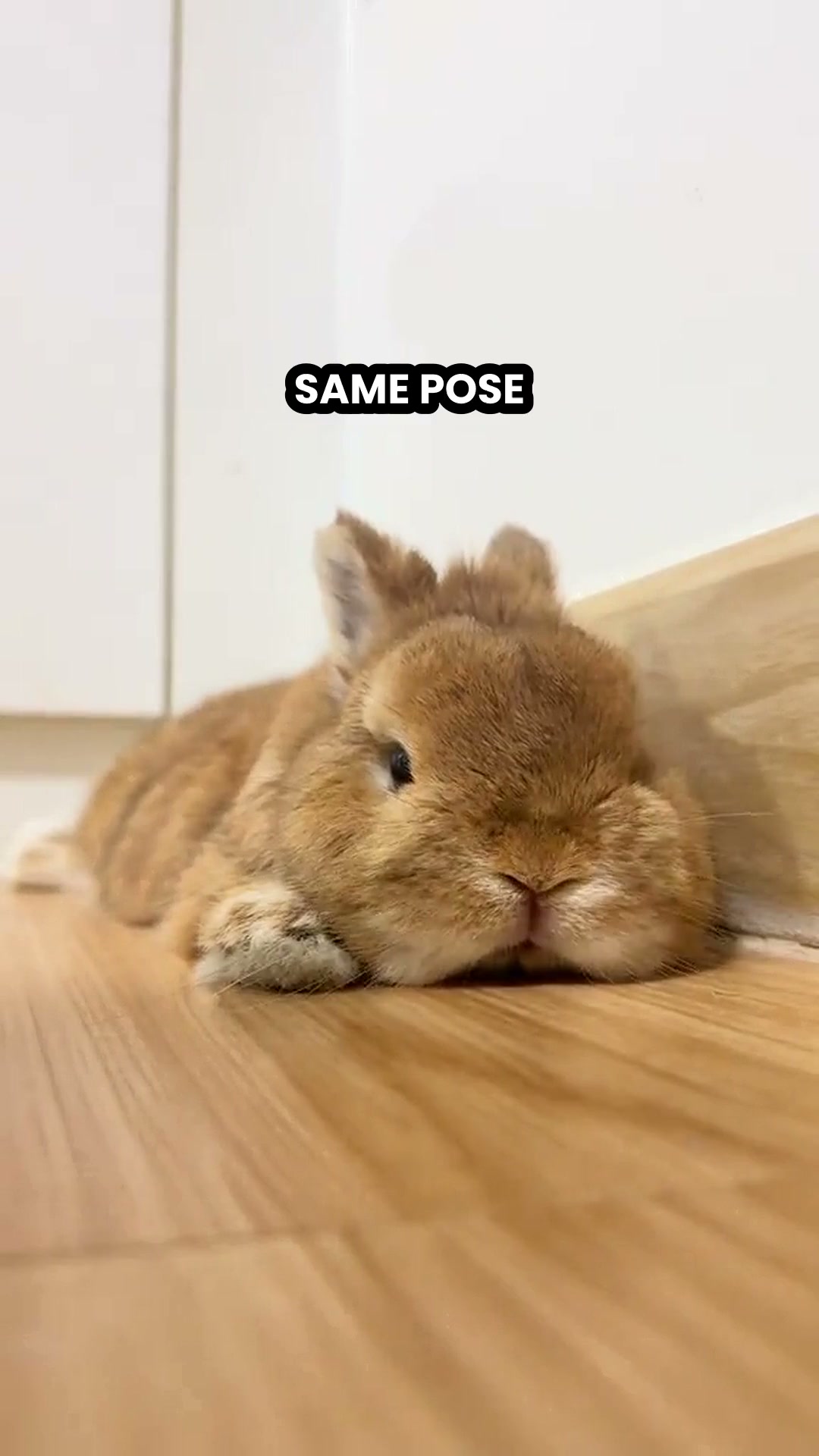 50% OFF! SAME POSE. 2 MEANINGS. WHICH IS IT?