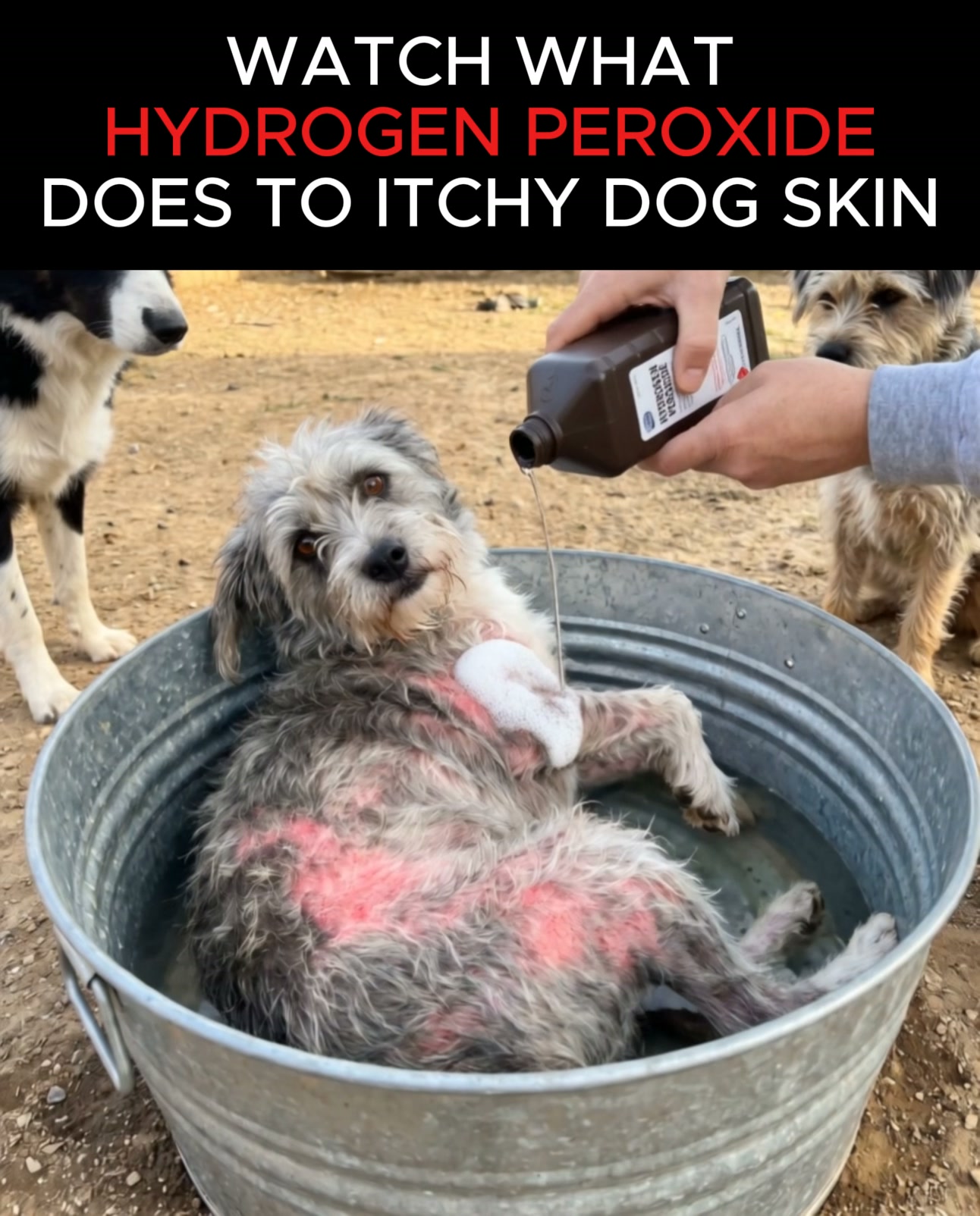 Itchy Dog? Throw Out the Medicated Shampoo.