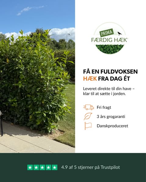 Find din hæk her
