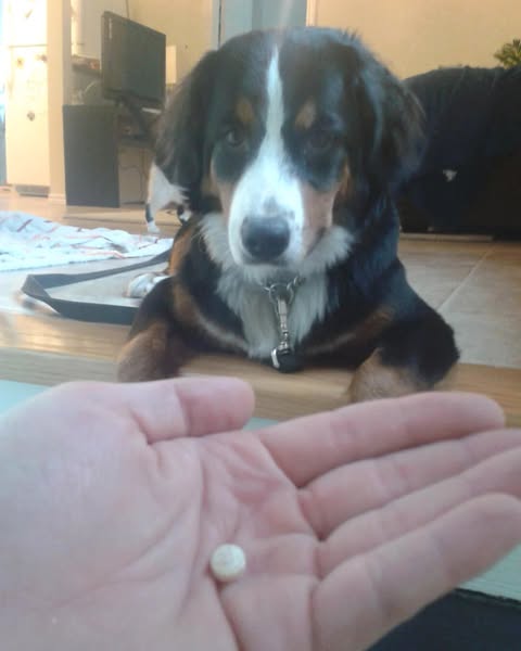 Lees dit als jouw hond te oud is voor een operatie
