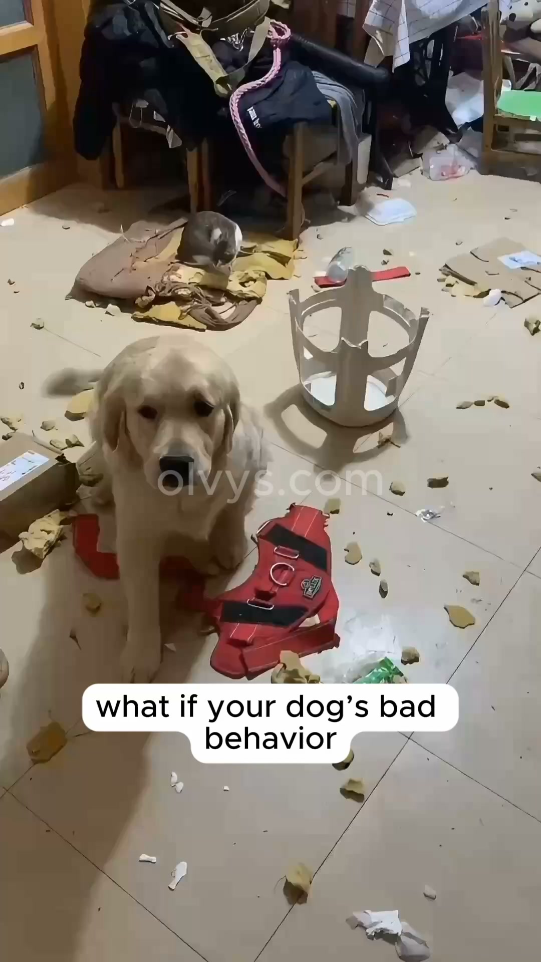 Help your pet rest better | Save 45%