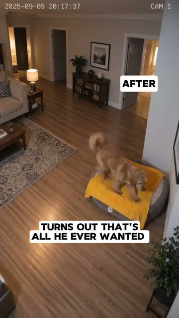 The One Color Your Dog Can Actually See