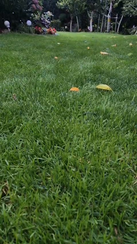A lawn like this? Grab this set